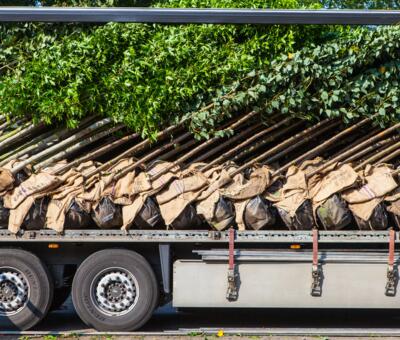 ein mit Bäumen beladener LKW