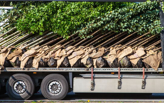 ein mit Bäumen beladener LKW