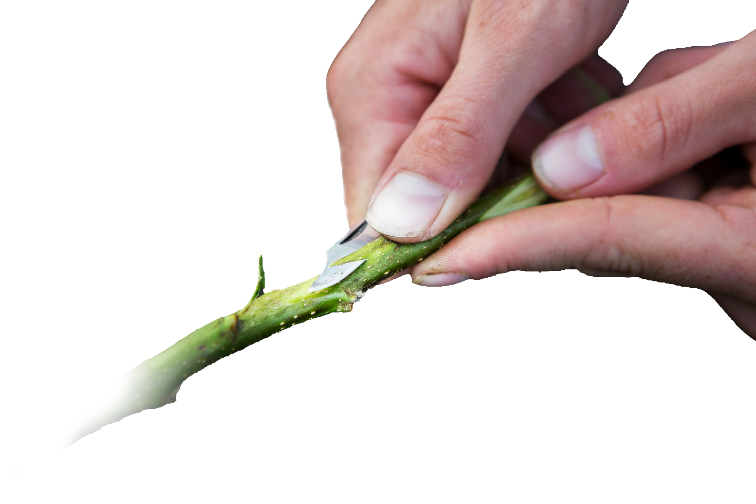 eine Hand mit Messer und einem Zweig